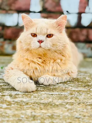 6-12 Months Male Purebred Persian