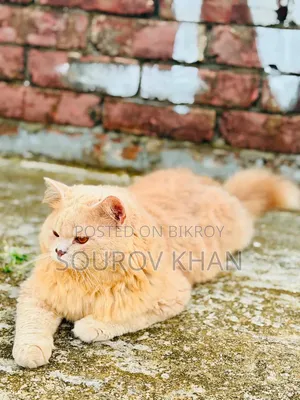 6-12 Months Male Purebred Persian