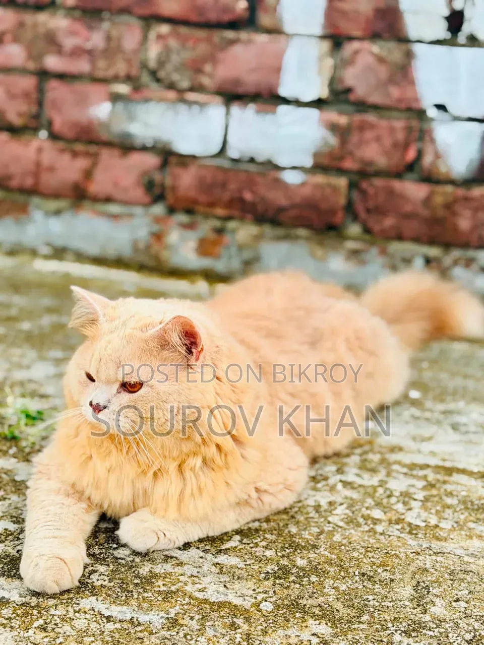 6-12 Months Male Purebred Persian