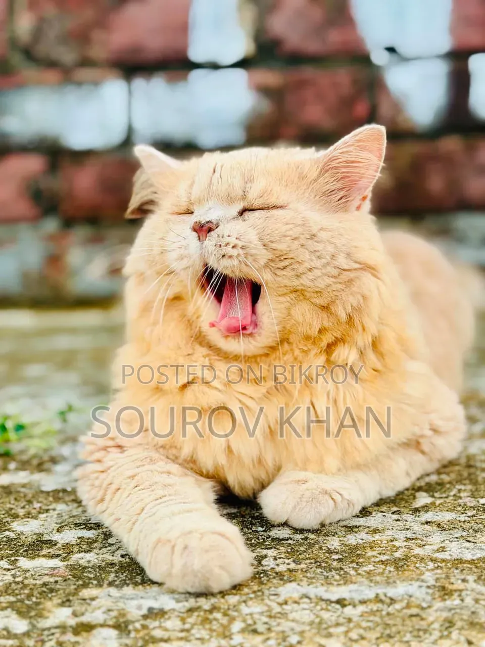 6-12 Months Male Purebred Persian