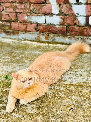 6-12 Months Male Purebred Persian