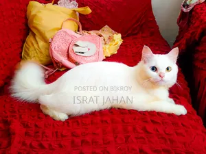 1+ Year Female Purebred Persian