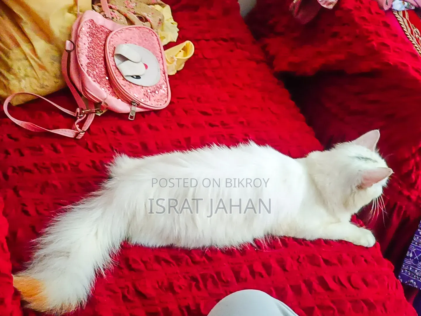 1+ Year Female Purebred Persian