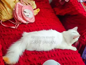 1+ Year Female Purebred Persian