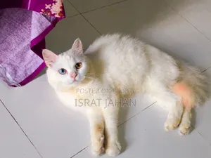 1+ Year Female Purebred Persian