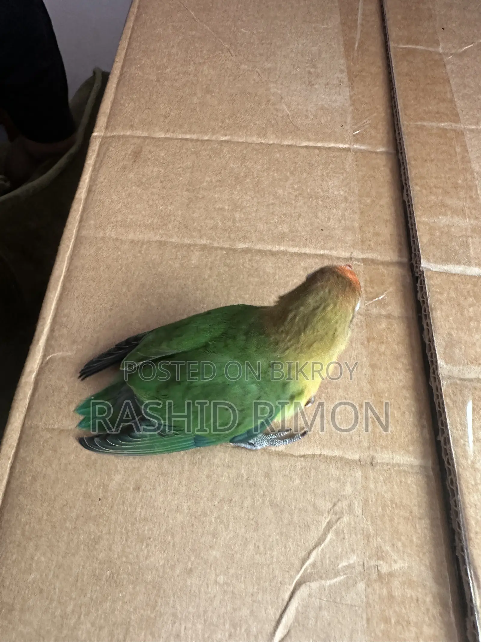 গ্রীন লভবার্ড বেবি