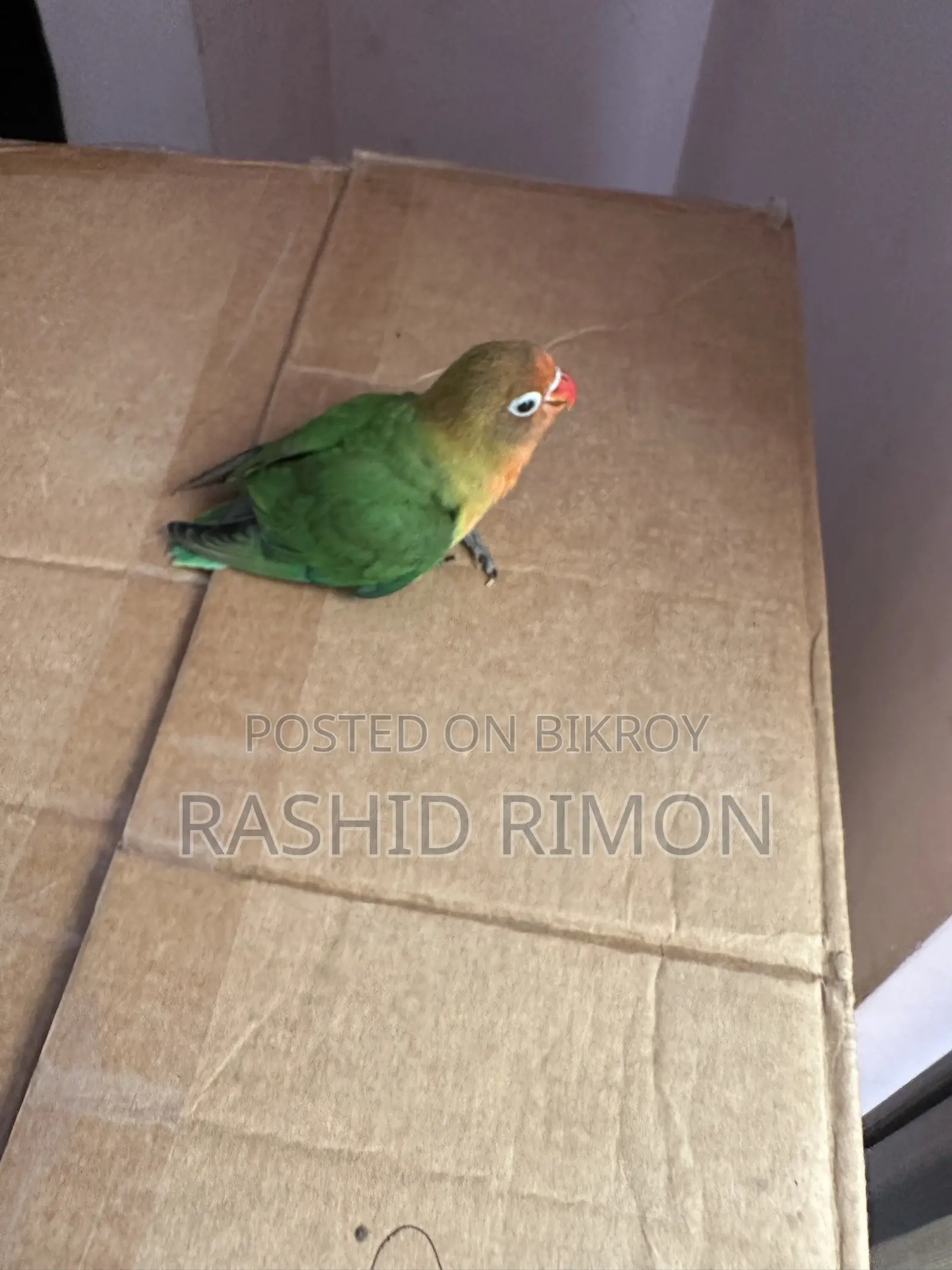 গ্রীন লভবার্ড বেবি