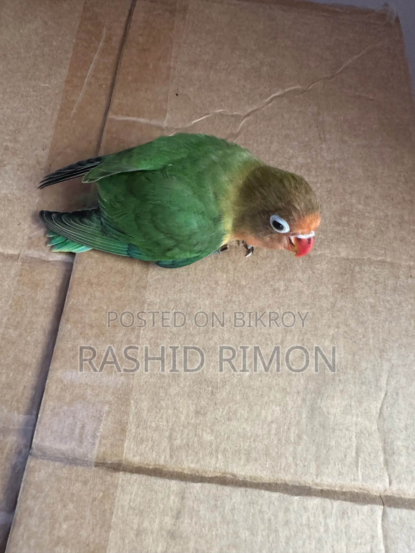 গ্রীন লভবার্ড বেবি