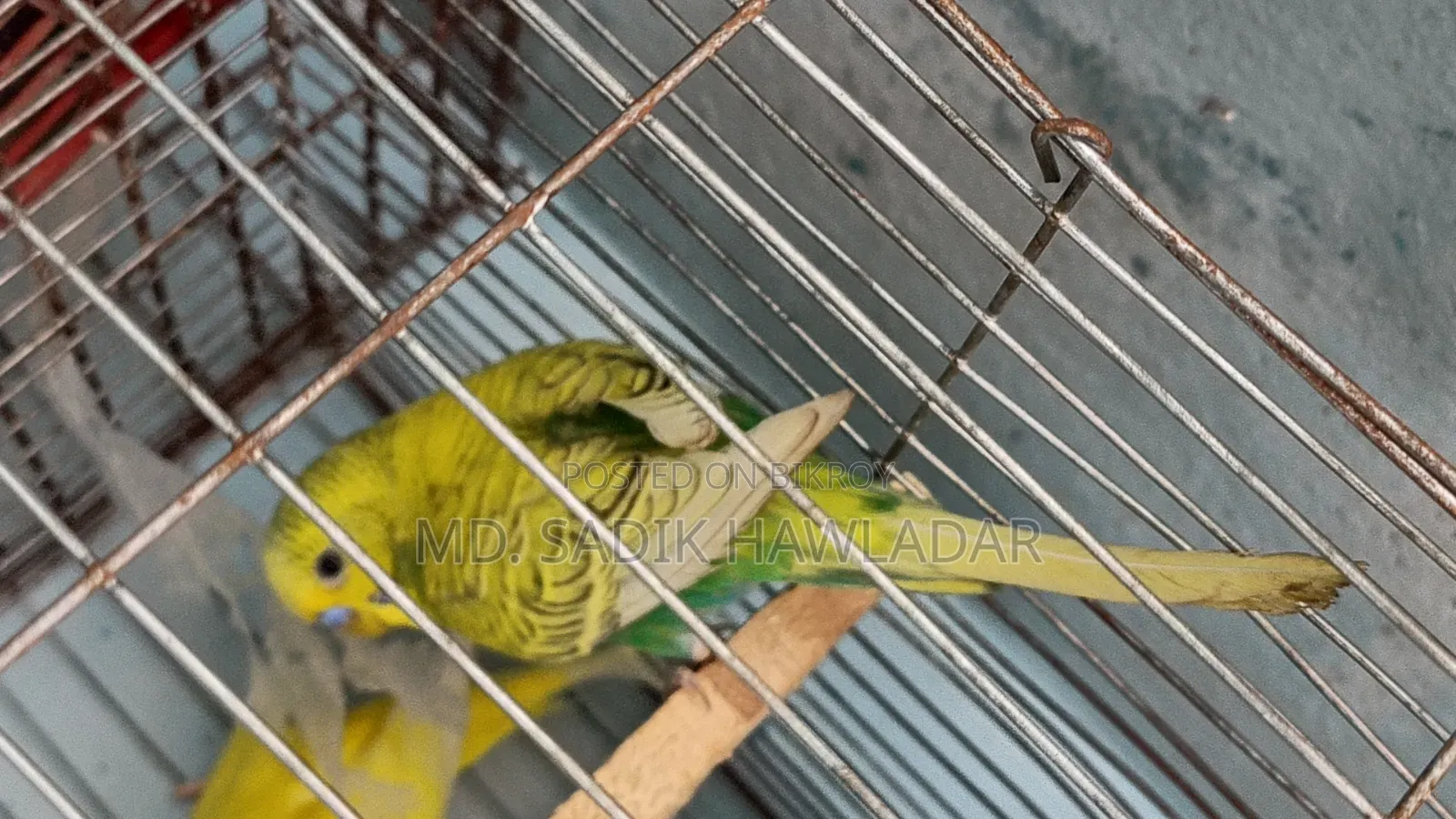 বাজরিগার পাখি