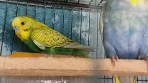 বাজরিগার পাখি