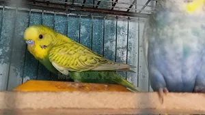 বাজরিগার পাখি
