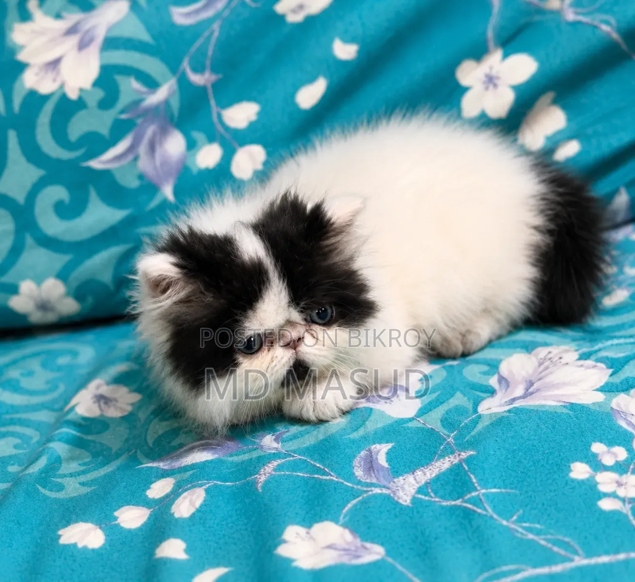 1-3 Months Female Purebred Persian