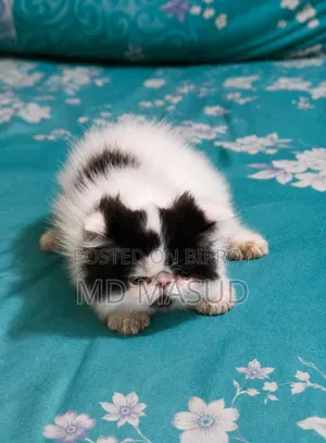 1-3 Months Female Purebred Persian