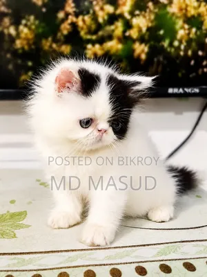 1-3 Months Female Purebred Persian