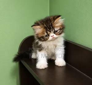 1-3 Months Female Purebred Persian