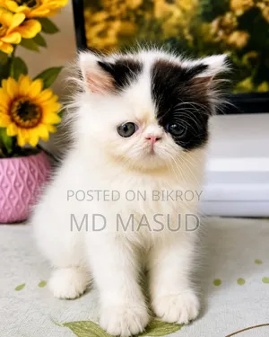 1-3 Months Female Purebred Persian