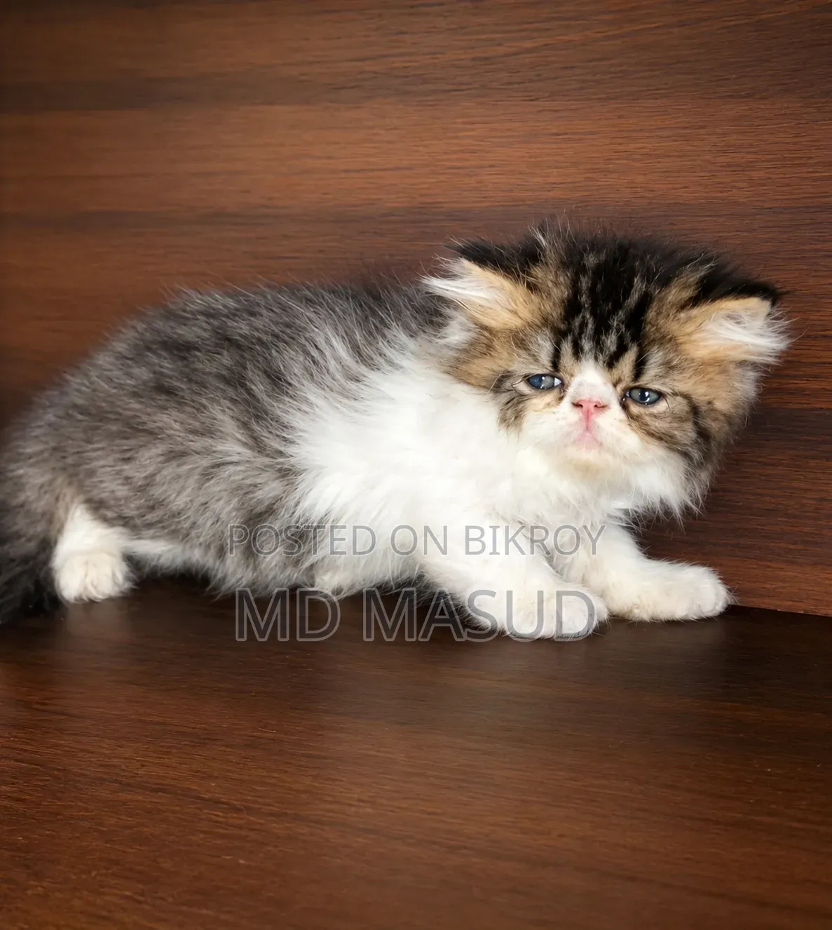 1-3 Months Female Purebred Persian
