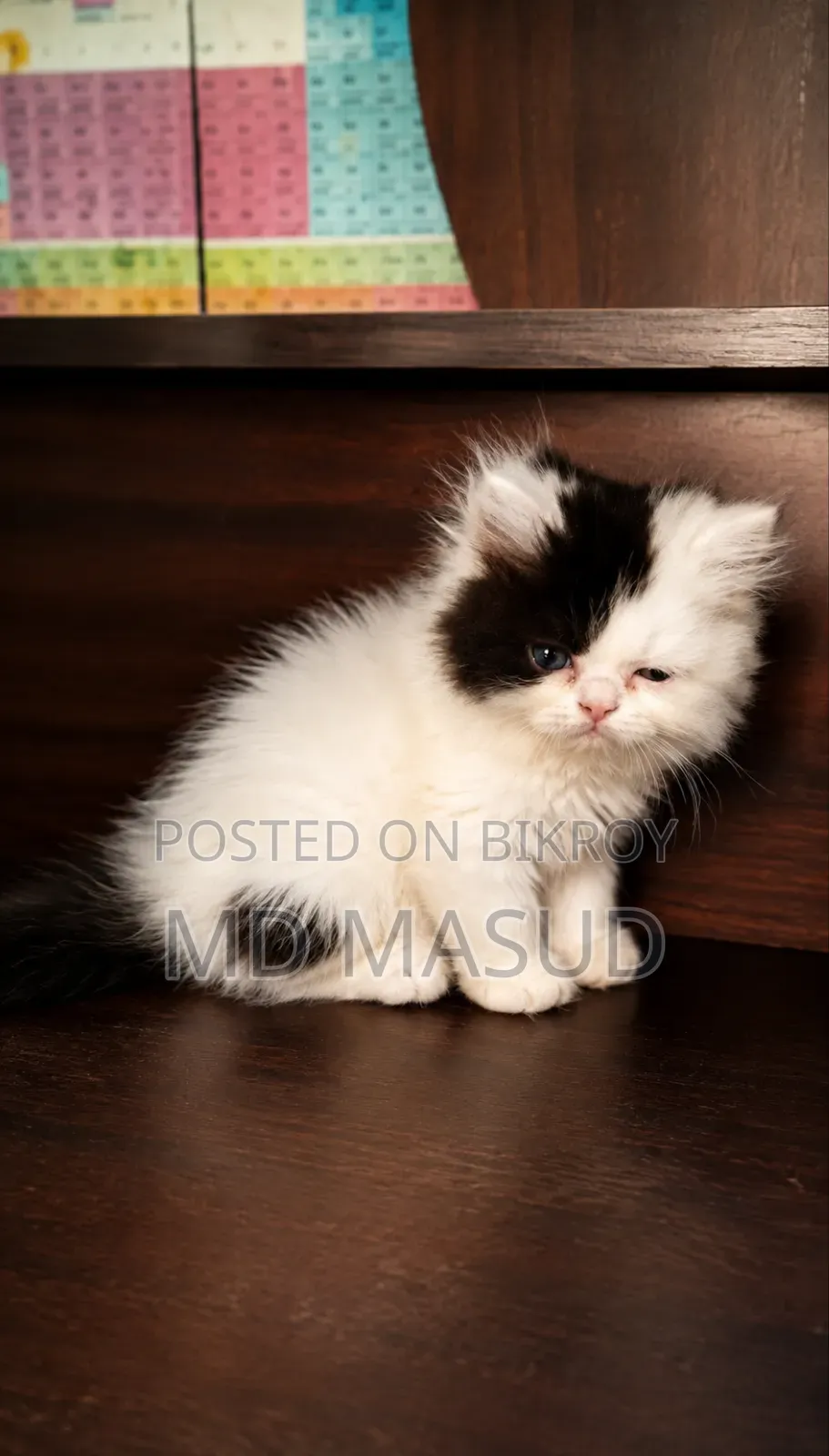 1-3 Months Female Purebred Persian