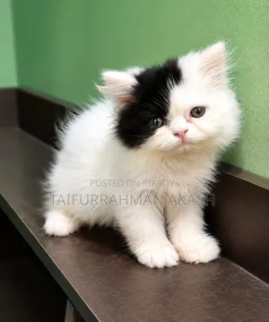1-3 Months Female Purebred Persian