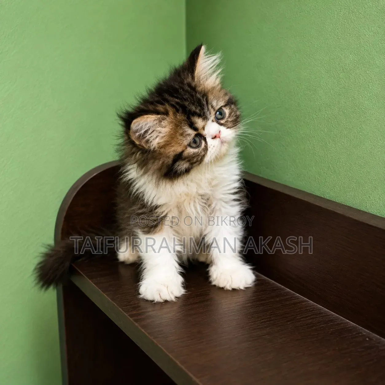 1-3 Months Female Purebred Persian