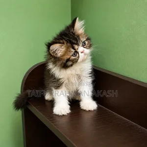 1-3 Months Female Purebred Persian