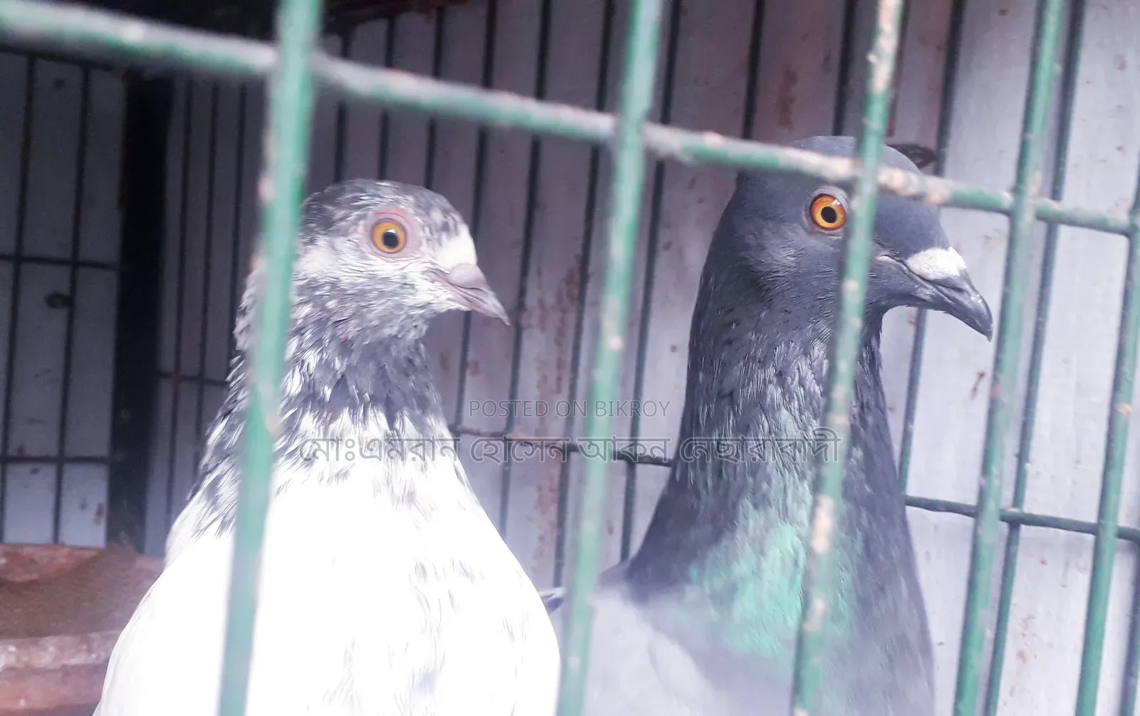 A pair of pigeons with eggs for sale