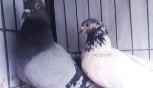 A pair of pigeons with eggs for sale
