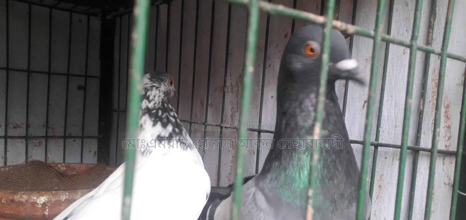 A pair of pigeons with eggs for sale