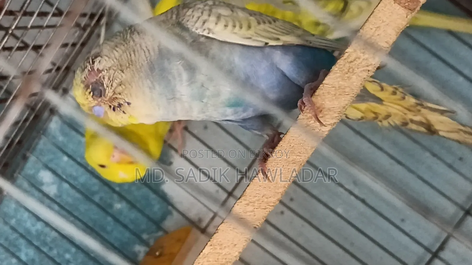বাজরিগার পাখি