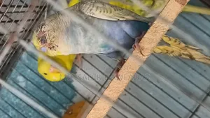 বাজরিগার পাখি
