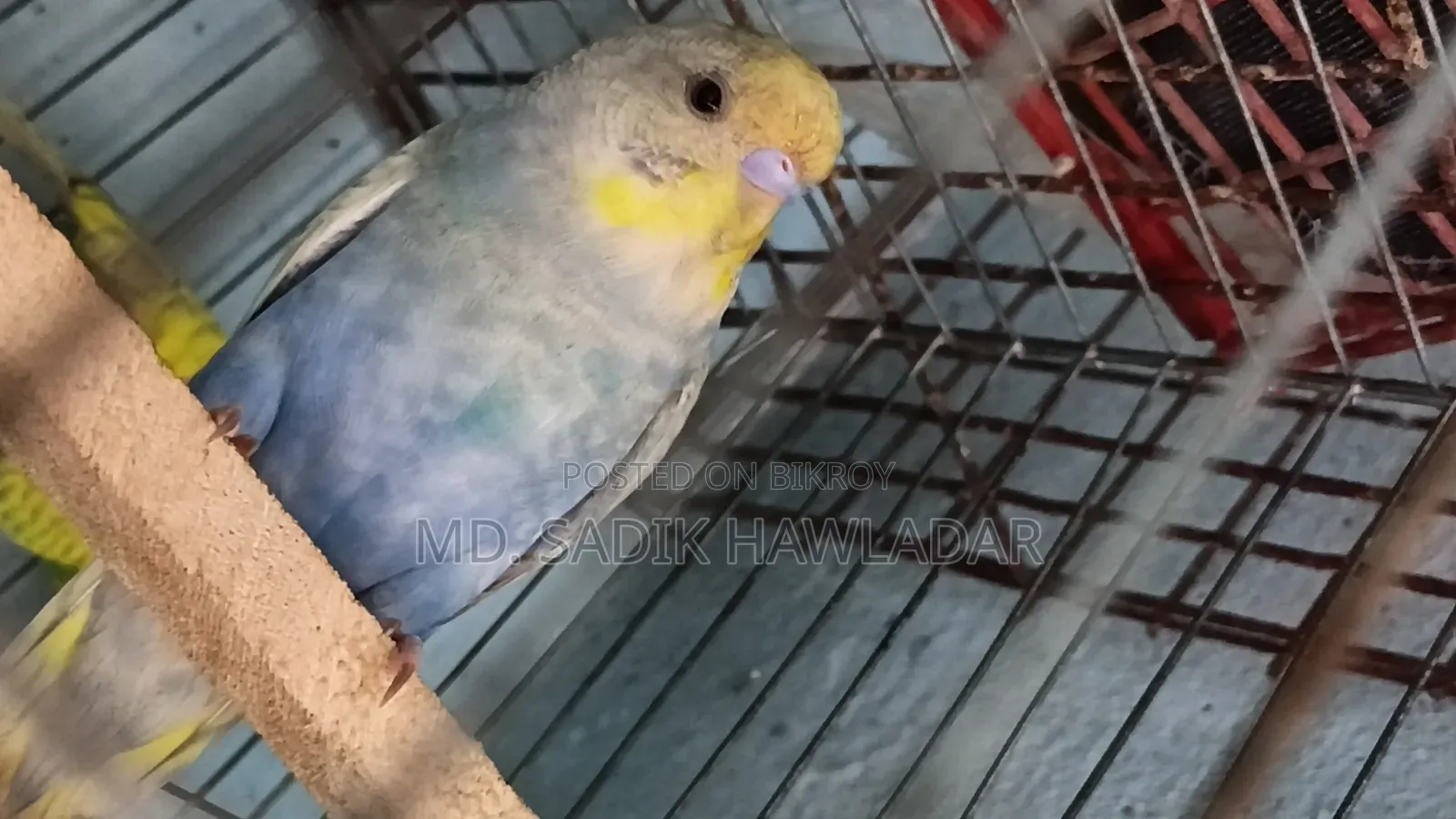 বাজরিগার পাখি