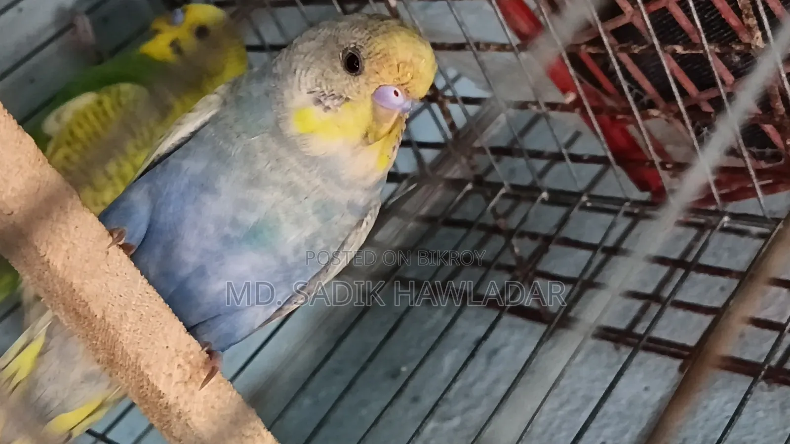 বাজরিগার পাখি