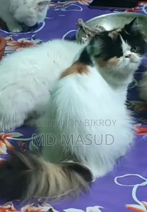 1+ Year Female Purebred Persian