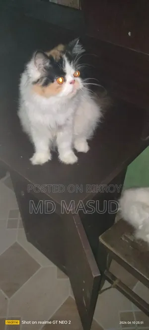 1+ Year Female Purebred Persian