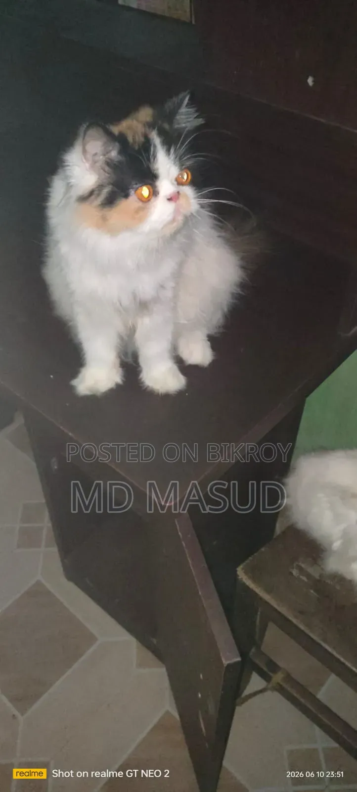 1+ Year Female Purebred Persian