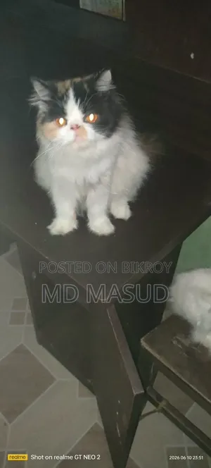 1+ Year Female Purebred Persian