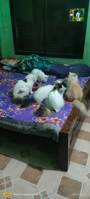 1+ Year Female Purebred Persian