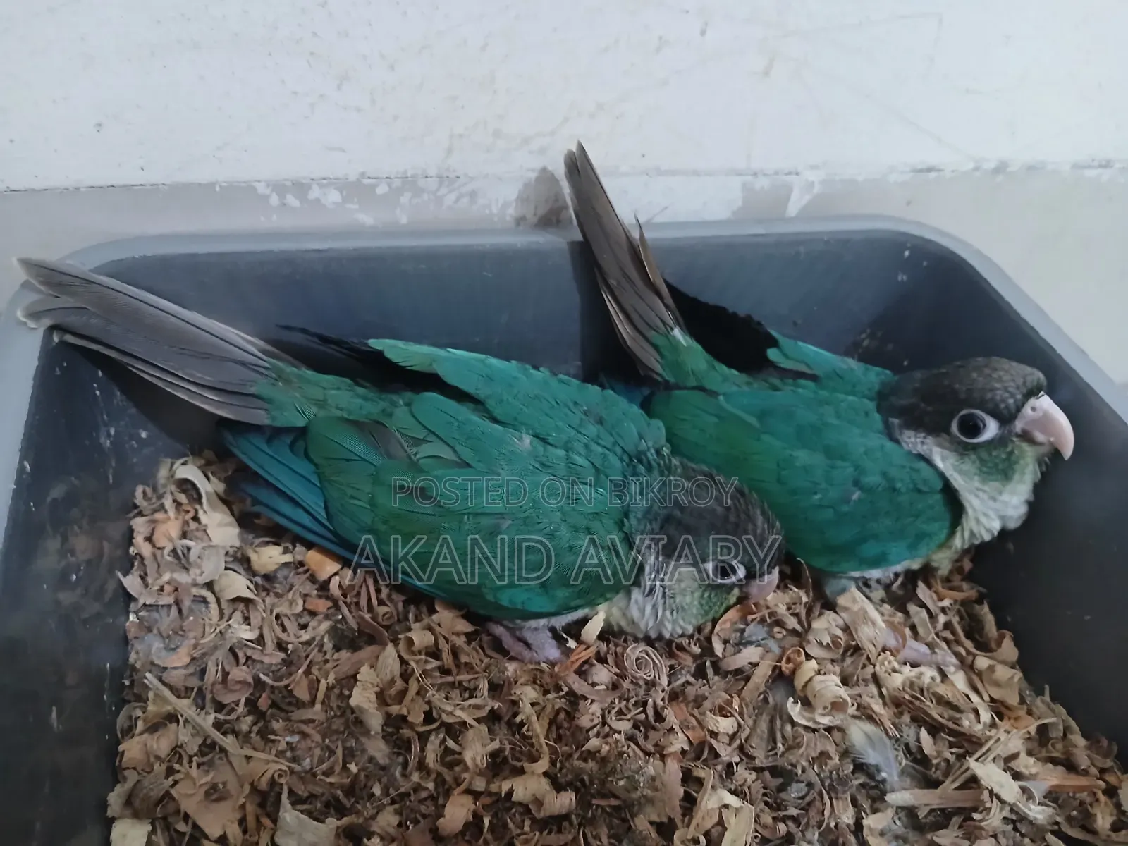 Turquoise Blue Conure (Baby)