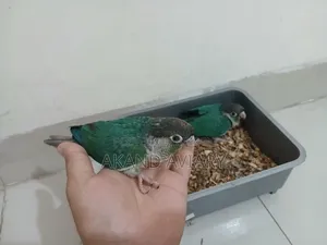 Turquoise Blue Conure (Baby)
