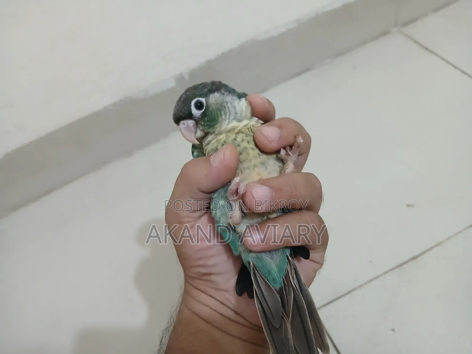 Turquoise Blue Conure (Baby)