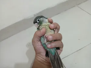 Turquoise Blue Conure (Baby)