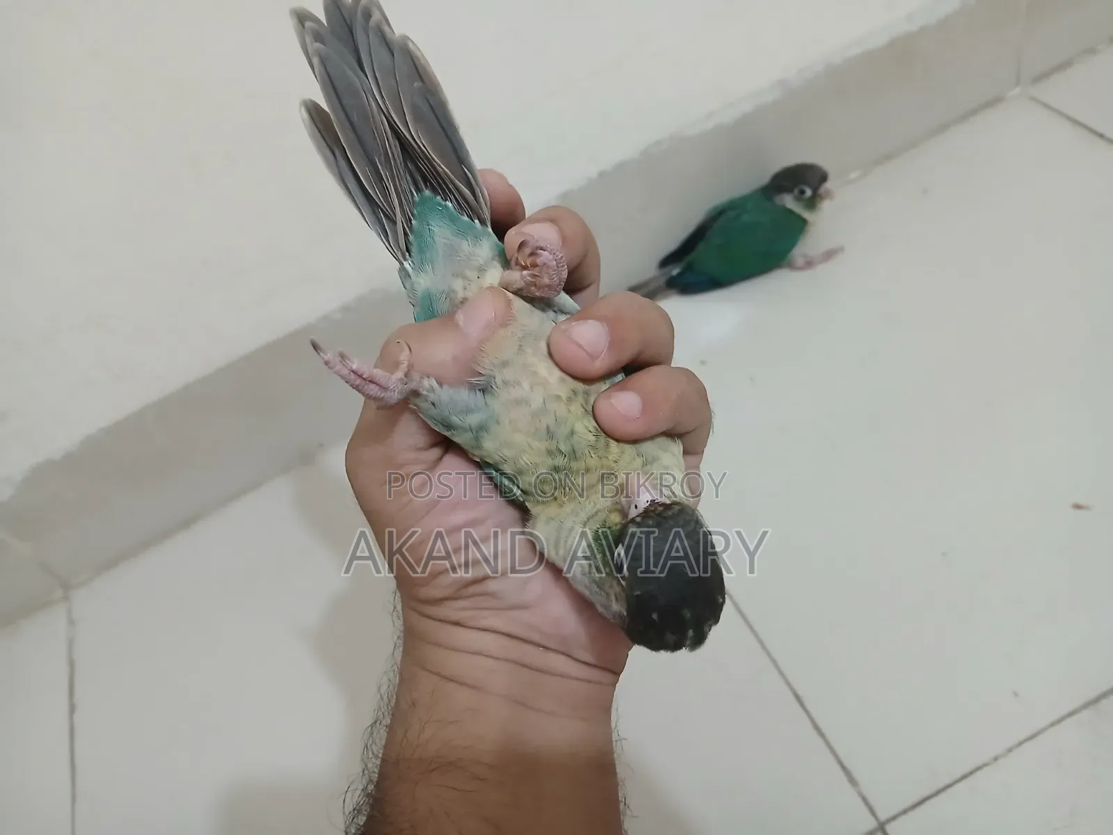 Turquoise Blue Conure (Baby)