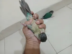 Turquoise Blue Conure (Baby)