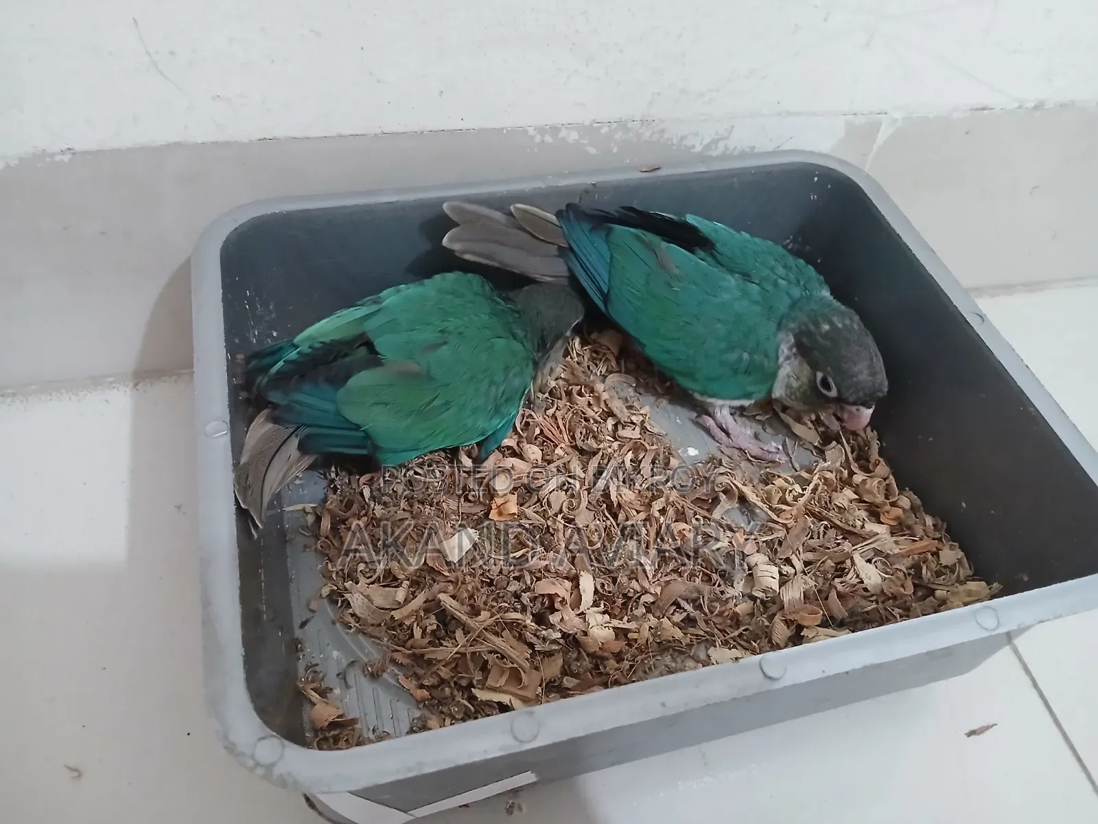 Turquoise Blue Conure (Baby)