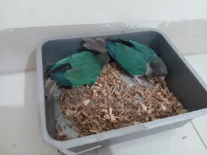 Turquoise Blue Conure (Baby)