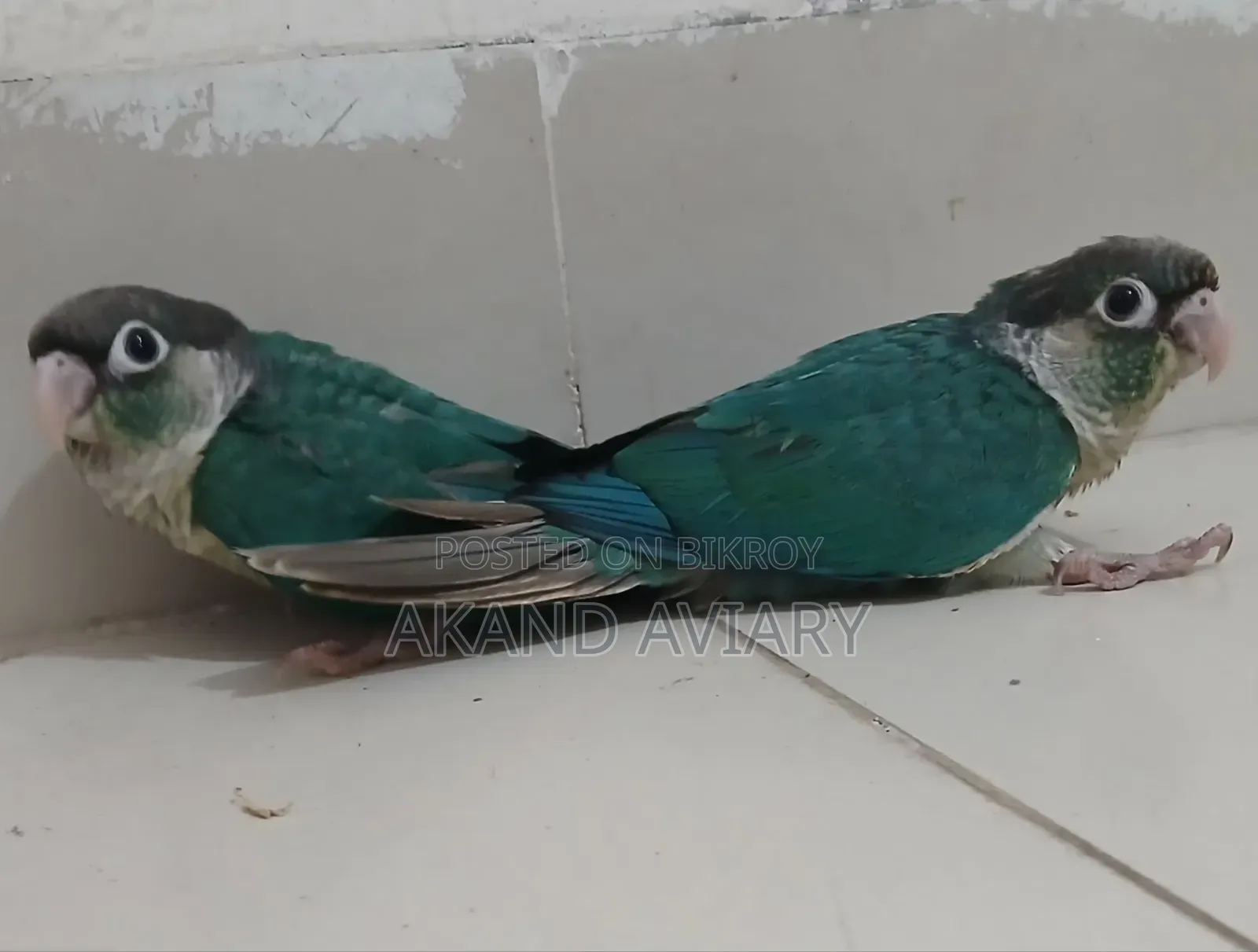Turquoise Blue Conure (Baby)