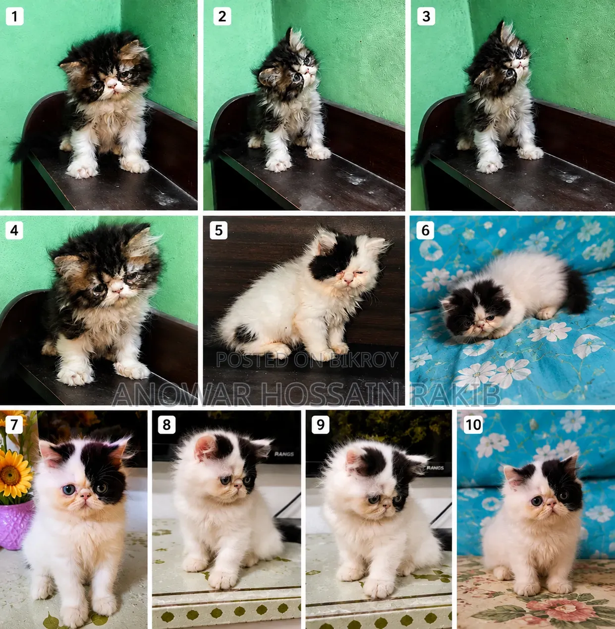 1-3 Months Male Purebred Persian