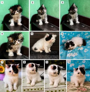 1-3 Months Male Purebred Persian