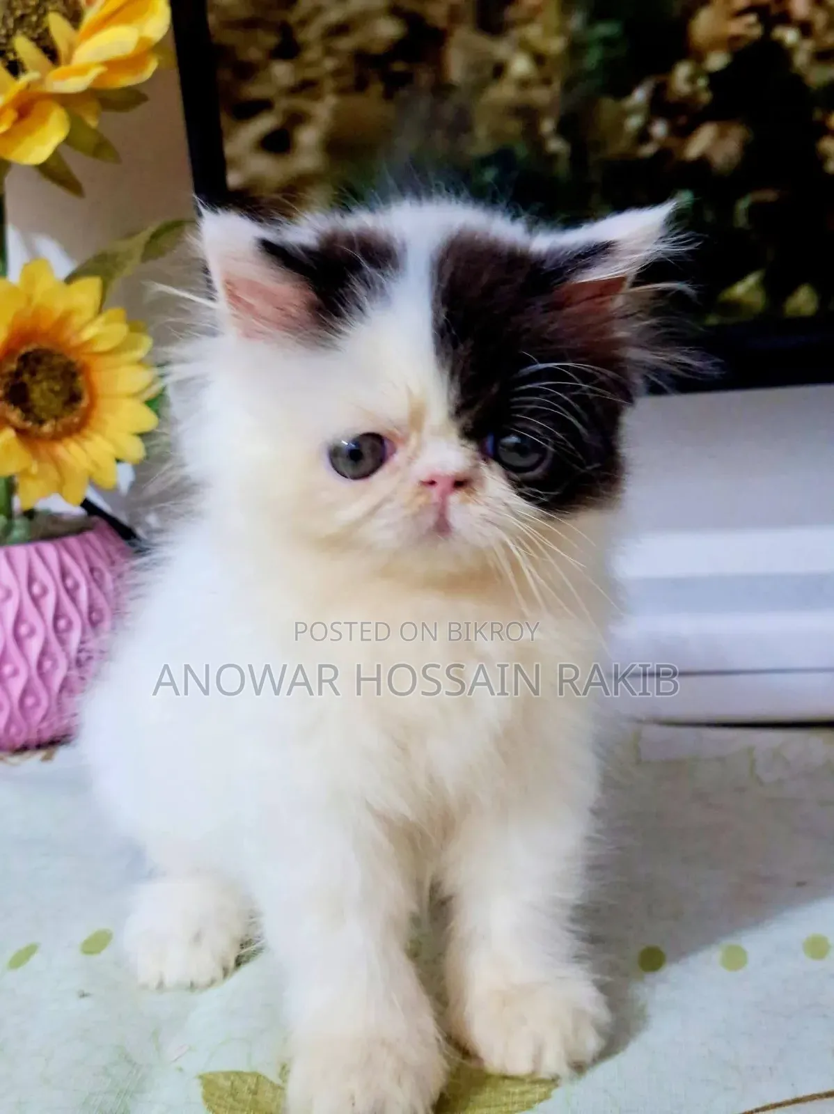 1-3 Months Male Purebred Persian