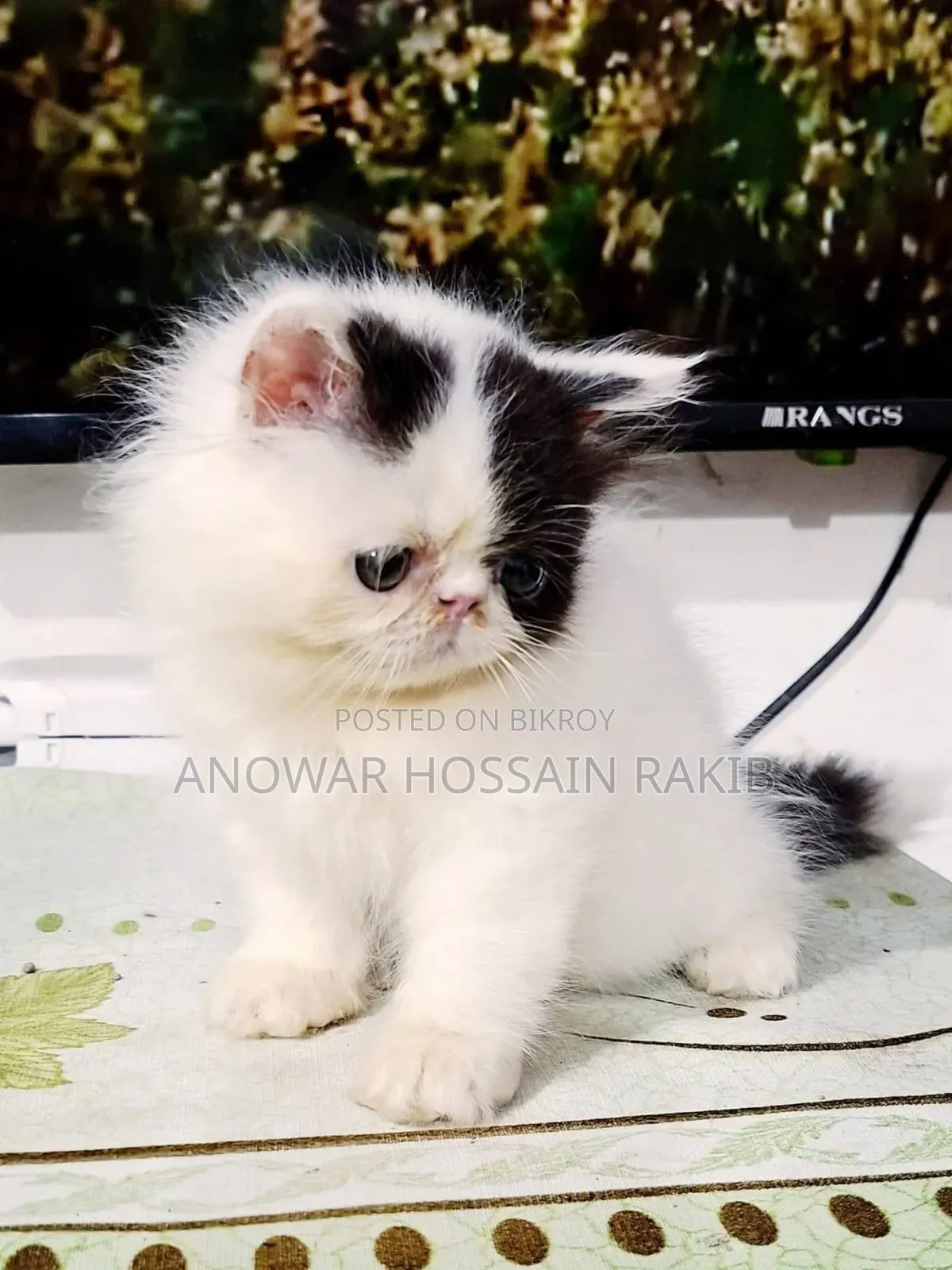 1-3 Months Male Purebred Persian